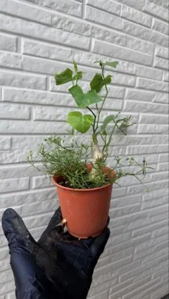 Ivy gourd bonsai โขดตำลึงอายุ1ปีのサムネイル