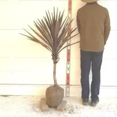 2026年最新】レッドユッカの人気アイテム - メルカリ