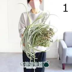 2026年最新】チランジア ドゥラティの人気アイテム - メルカリ