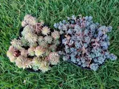 【多肉植物】セダム 抜き苗セット