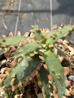 アロエ　ハイブリッド　Aloe hybrid 第四種　JLー14 アロエ ハイブリッド Aloe hybrid 第四種 JLー14 - メルカリ