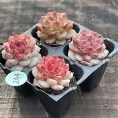 GG様 リクエスト 5点 まとめ商品