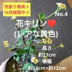 No.3【沖縄から♪枝振り良好♪】花キリン(レアな黄色)♥️ - メルカリ