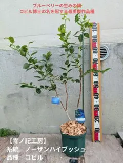 72【青ノ記工房】ダロウ　ノーザンハイブッシュ系ブルーベリー大苗 18 【青ノ記工房】ダロウ ノーザンハイブッシュ系ブルーベリー苗木7号