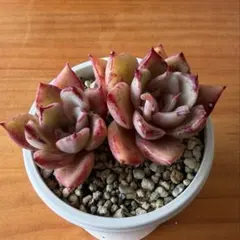 メ*ロ様 275 多肉植物 ブルーベリームーン ミックスベリア おらいさん