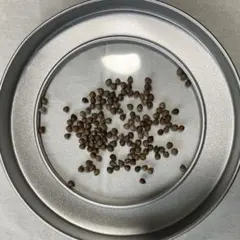 5月採取 ユーフォルビア・オベサ（Euphorbia obesa）種子 100粒 5月採取 ユーフォルビア・オベサ（Euphorbia obesa）種子 100粒 - メルカリ