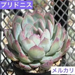 2026年最新】プリドニス 多肉の人気アイテム - メルカリ