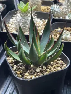 2026年最新】マンガベ プレイングハンズの人気アイテム - メルカリ