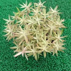 セダム 覆輪(斑入り)丸葉万年草 - メルカリ