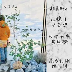 2026年最新】山採り ソヨゴの人気アイテム - メルカリ