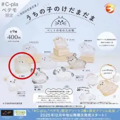 うちの子のけだまだま 柴犬