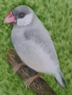 『シルバー文鳥と豆苗』の色鉛筆画A5