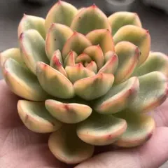 新入荷　プリリンゼアンナ錦　エケベリア　多肉植物　希少
