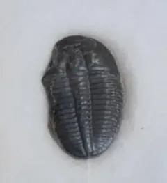 三葉虫 化石 アメリカ産 ユタ州 エルラシアキンギ - メルカリ