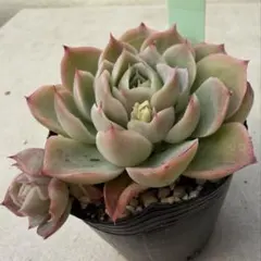 2026年最新】miya苗の人気アイテム - メルカリ