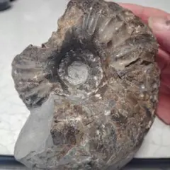 2026年最新】アンモナイト 化石 北海道の人気アイテム - メルカリ