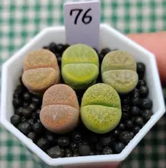 多肉植物リトープス/コノフィツム/メセン　特選　カラフルセット　土付き　S93 多肉植物リトープス/コノフィツム/メセン 特選 全窓 2cm 菊章玉 土なし