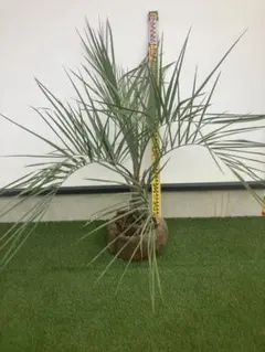 2025年最新】ココスヤシ シルバーリーフの人気アイテム - メルカリ