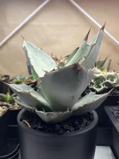 2026年最新】アガベ大株の人気アイテム - メルカリ