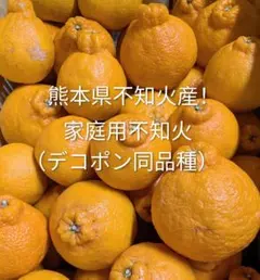農家直送！熊本県不知火産！訳あり家庭用！不知火（デコポン）5kg！送料無料！