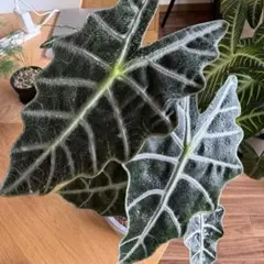 アロカシア マハラニ 芋2個（親株写真あり・Alocasia Maharani