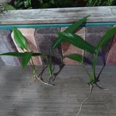 俺da—-様 リクエスト 3点 まとめ商品