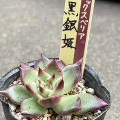 ミックスベリア【黒銀姫】抜き苗　おらいさん苗