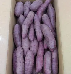 熊本県産　さつまいも　紫いも　ふくむらさき　5キロ