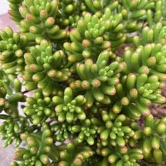 虹の玉　15カット分