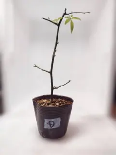 D＊黄色モッコウバラ　挿し木苗①ポット分　根有　棘なし　病気も少ない＊