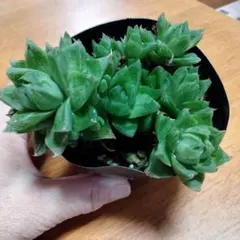 ハオルチア 多肉植物のサムネイル