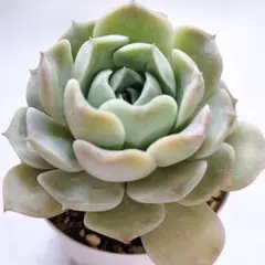 アメイジンググレイス 多肉植物 抜き苗 韓国苗 - メルカリ