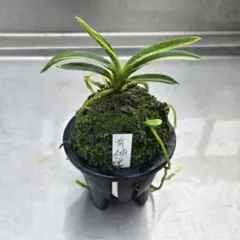 富貴蘭　大鷹丸縞　2本立ち　上柄種　普通郵便 富貴蘭 大鷹丸縞 2本立ち 上柄種 普通郵便 - メルカリ