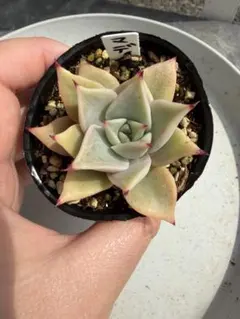 多肉植物　マディバ