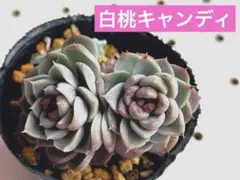 【❃ひぃ❃様専用】多肉植物 エケベリア 白桃キャンディ 双頭 抜き苗