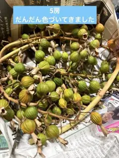月桃の実 房6本 購入後収穫！事前コメント必須 花材 ステム長め ドライ