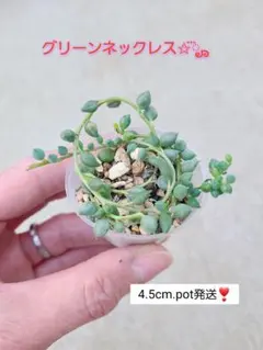 .*✿.グリーンネックレス*✿ 【4.5cm.pot発送！】