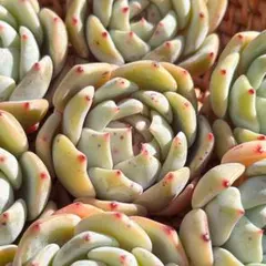 雪だるまのタニクガーデン様 リクエスト 3点 まとめ商品