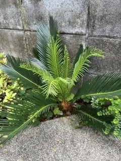 2025年最新】ソテツの葉の人気アイテム - メルカリ