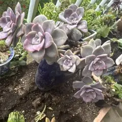 多肉植物 パープルディライト 34.5×26トレーごと発送 - メルカリ
