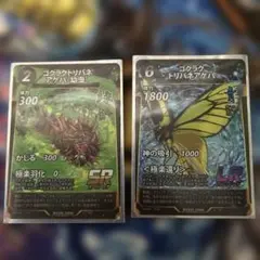 ゴクラクトリバネアゲハ