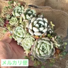 多肉植物　寄せ植え　そのまま飾れる　大きめ