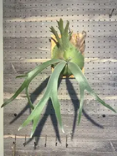 十二田植栽P.hillii paopaoP.willinckii tsukiyo 十二田植栽P.hillii paopaoP.willinckii tsukiyo - メルカリ