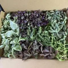 多肉植物 詰め合わせ 寄せ植え用 苗セット　ネコポスA4サイズ盛り沢山！のサムネイル