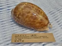 ハシビロ様 リクエスト 2点 まとめ商品