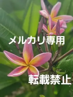 2025年最新】プルメリア苗 パープルの人気アイテム - メルカリ