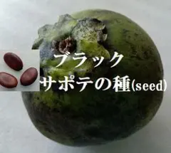 P Y様 リクエスト 2点 まとめ商品