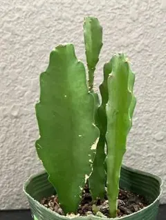 えみり（プロフをお読みください）様 リクエスト 2点 まとめ商品