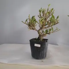 otomineesann様 リクエスト 2点 まとめ商品