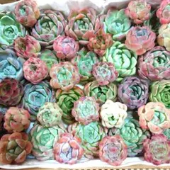 d多肉植物エケベリア〈カット苗〉☆寄植えMIXサイズ色々☆
